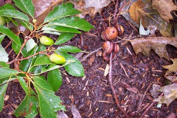 All about acorns, Chesapeake Challenge